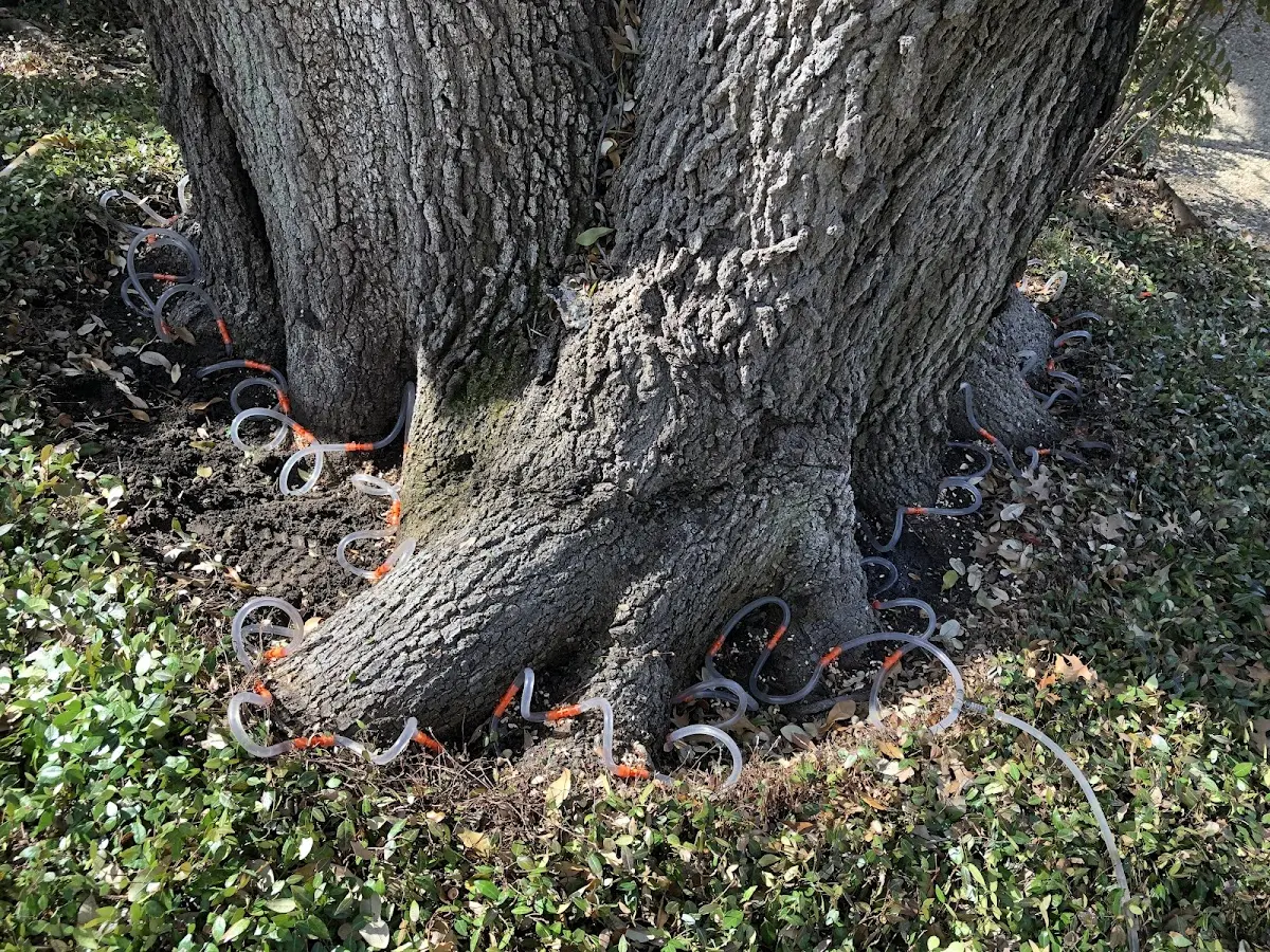 Detailed Tree Cabling and Bracing job site in Morrison
